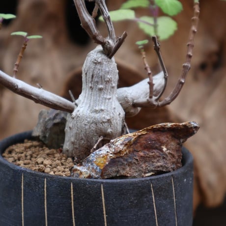 プレクトランサス エルンスティ/ Plectranthus ernstii   no.31266