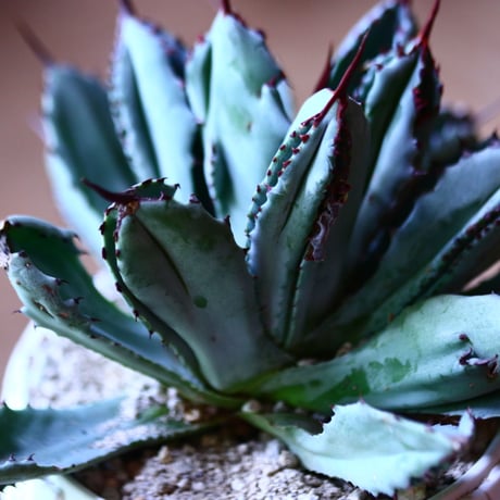 アガベ   キュービック　Agave potatorum f.monstrosa 'cubic'    no.81640
