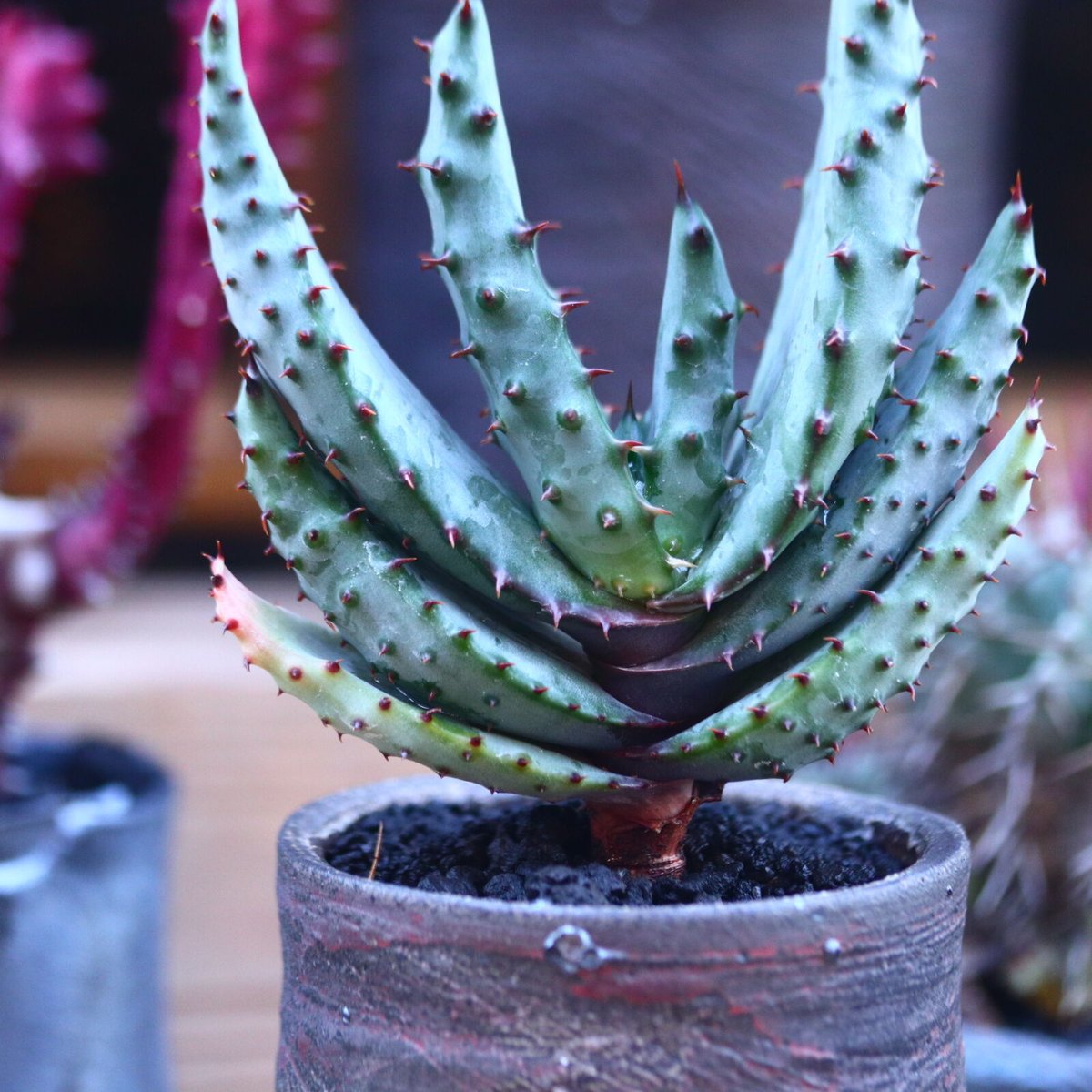 アロエ・マルロシー・大 アロエ・マルロシィ | あなたのコレクションに唯一無二の植物