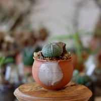 コミフォラ エミニー ／Commiphora eminii no.60644 | 芽の巣山