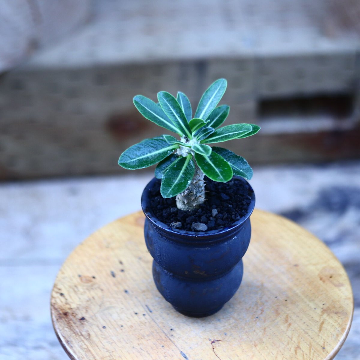 パキポディウム　タッキー　Pachypodium Tackyi fit=scale-down,w=1200