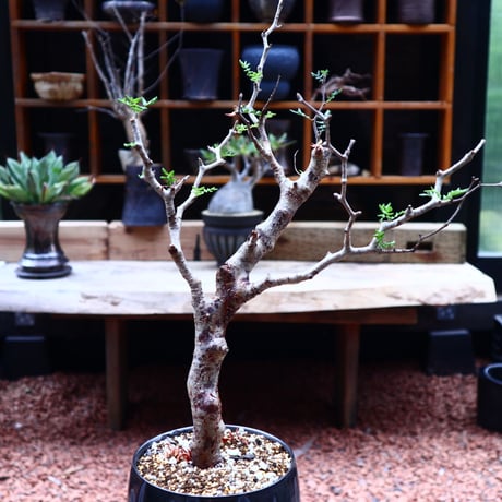 コミフォラ モンストローサ／Commiphora monstrosa   no.50208