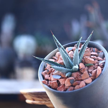 アガベ ユタエンシス ネバデンシス Agave uthaensis var. nevadensis　no.22817