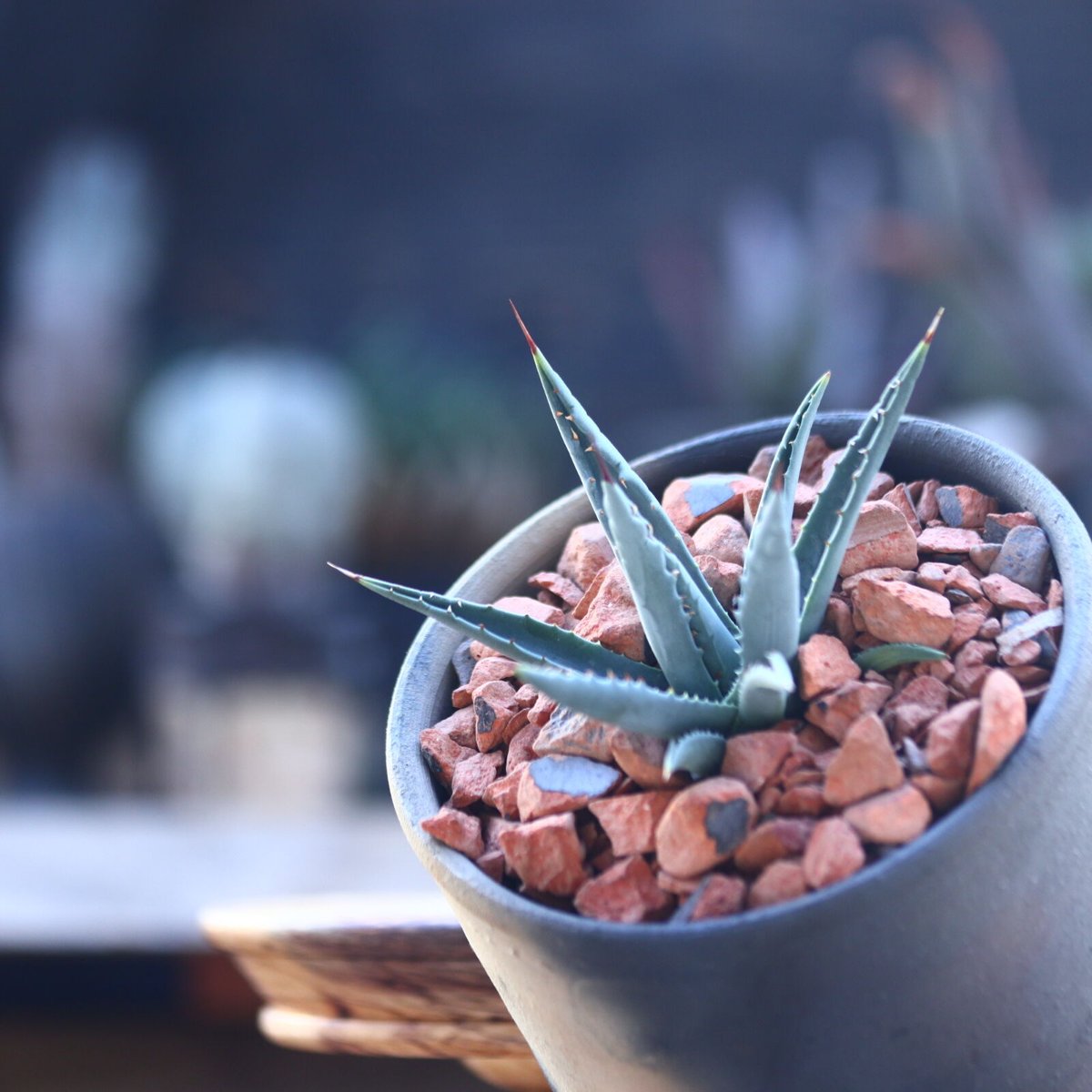 アガベ ユタエンシス ネバデンシス Agave uthaensis var. nevadens