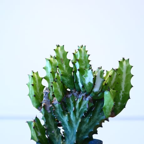 ユーフォルビア マカイキリン / Euphorbia triangularis  no.51421