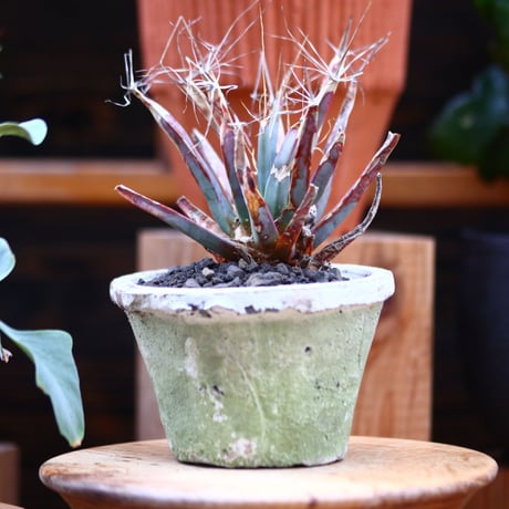 レウクテンベルギア  晃山／Leuchtenbergia principis  no.30626
