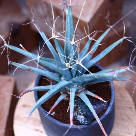 レウクテンベルギア  晃山／Leuchtenbergia principis  no.1226103