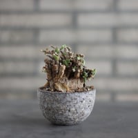 ブルビネ トルタ Bulbine torta no.111548 | 芽の巣山