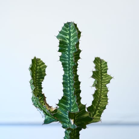 N/OH × Euphorbia grandialata   no.61847