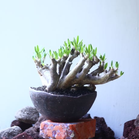 パキポディウム ブレビカリックス     Pachypodium densiflorum var. brevicalyx    no.53105