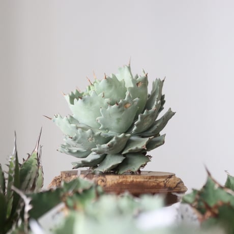 Agave Isthmensis / Style of Chika　no.42180