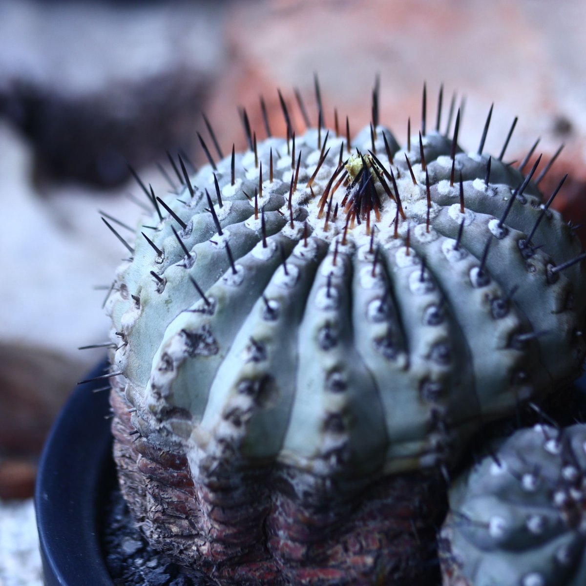 コピアポア 黒王丸 Copiapoa cinerea no.42677 | 芽の巣山