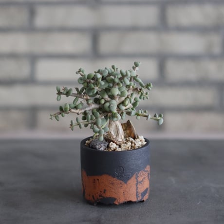 Ceraria pygmaea × N/OH (2.5号)  no.510/63