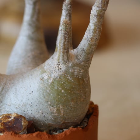 Pachypodium gracilius × N/OH   no.112-43