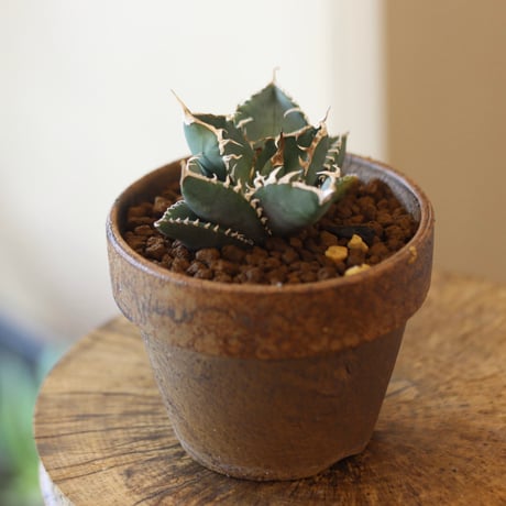 Agave titanota South African Diamond "SAD" × YAMABACHI var. Masato Akutsu  no.112-10