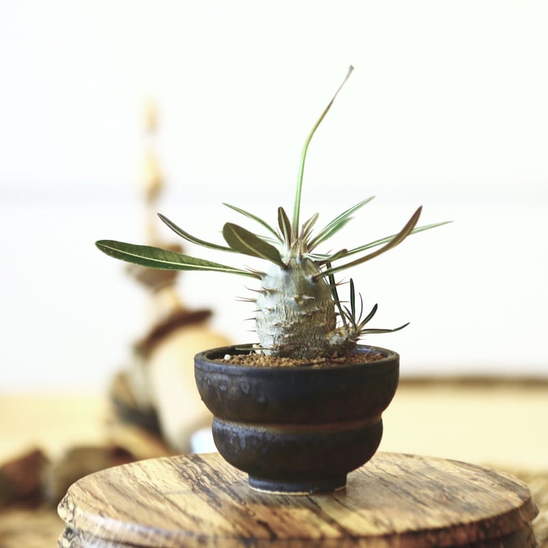 パキポディウム カクチペス(実生) / Pachypodium rosulatum var. パキポディウム カクチペス(実生) / Pachypodium rosulatum var.