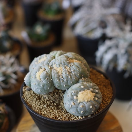 Lophophora williamsii v. decipiens f. monst. / 銀冠玉モンスト(5号)  no.1226/11
