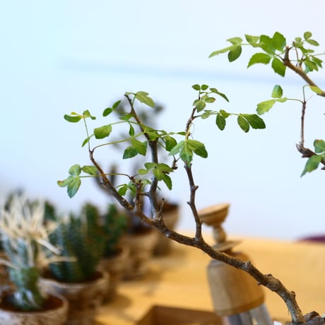 YAMABACHI ver. takero pot × Bursera fagaroides    no.102225