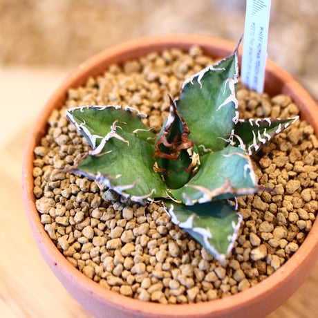 agave titanota caesar × YAMABACHI    no.123167