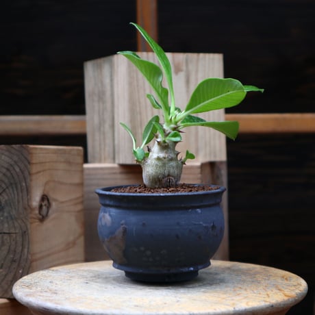 パキポディウム ウィンゾリー実生／Pachypodium baronii var. windsorii       no.82840