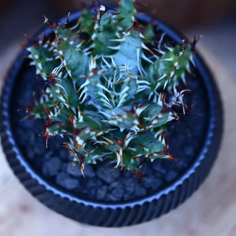 アロエ エリナケア／Aloe melanacantha ssp. var. erinacea  no.13093