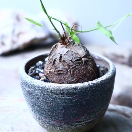 ディオスコレア   亀甲竜    Dioscorea elephantipe     no.102706