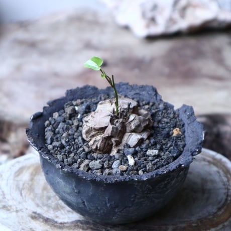 ディオスコレア   亀甲竜    Dioscorea elephantipe     no.91517