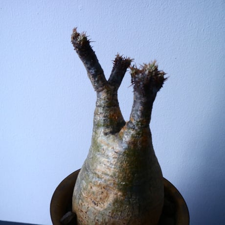 パキポディウム グラキリス Pachypodium rosulatum var. gracilius  No.31027