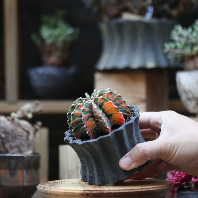 ギムノカリキウム 緋牡丹錦 (実生)／Gymnocalycium LB hyb. no....