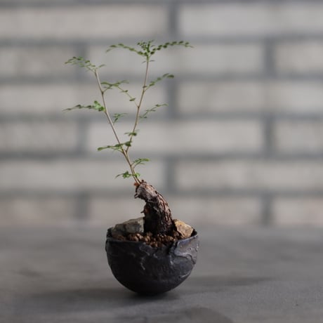 Operculicarya decaryi × takero pot (2号)  no.823-26