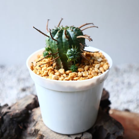 ユーフォルビア  バリダ    Euphorbia valida   no.102825
