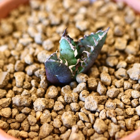 【9/9入荷未発根未活着ベアルート植込み】 Agave titanota redcat weezle.   no.91767