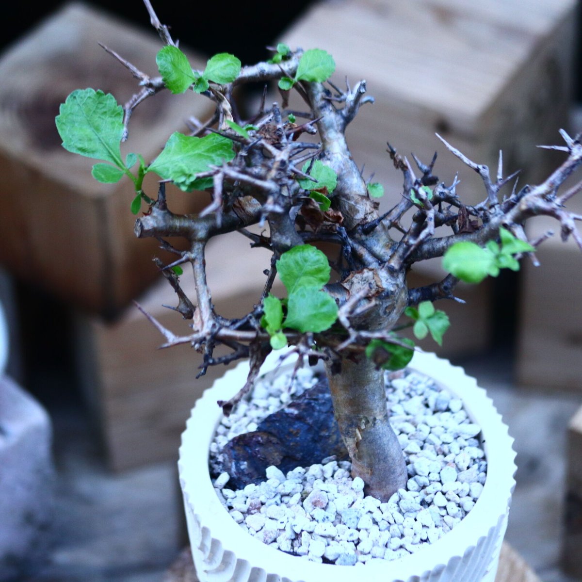 コミフォラ ワイティ／Commiphora wightii no.103145 | 芽の巣山