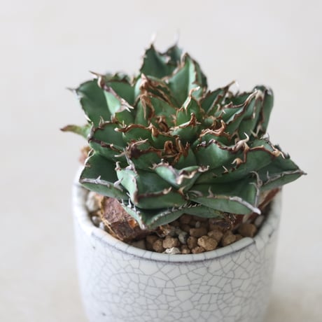 Agave titanota filigree Devil × N/OH　no.51243