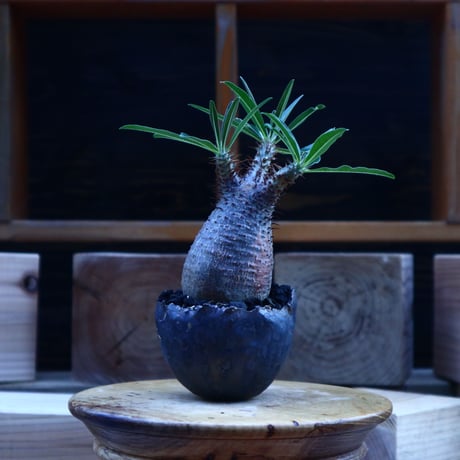 パキポディウム  グラキリス／Pachypodium  gracilius       no.62047