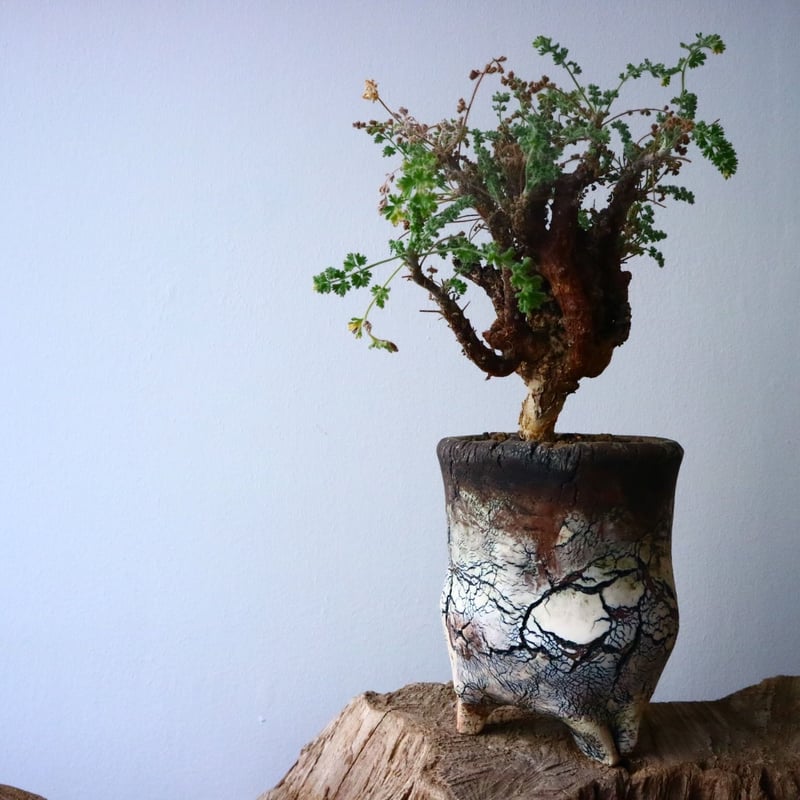 ペラルゴニム アルテルナンス Pelargonium alternans No.015