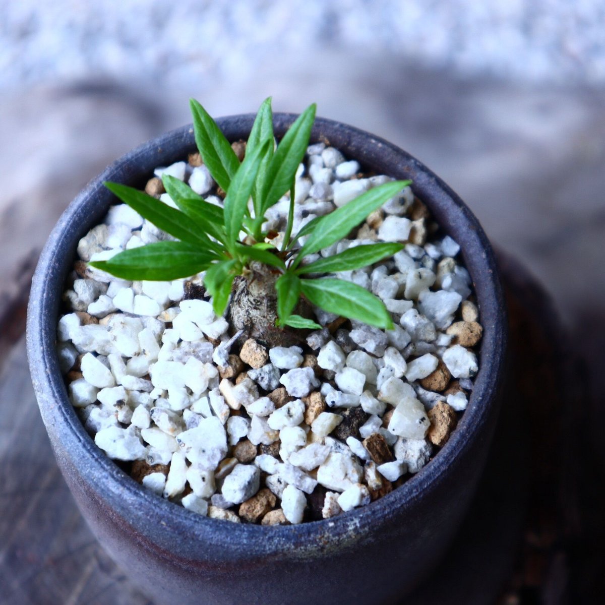 フォークイエリア プルプシー 挿し木 Fouquieria purpusii