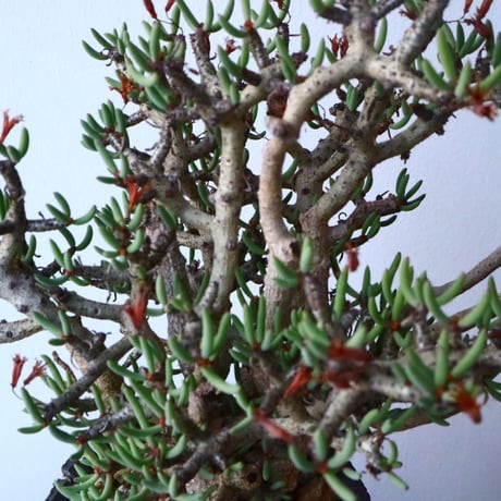 チレコドン  ブッコルジアヌス   Tylecodon  buchholzianus  No.017