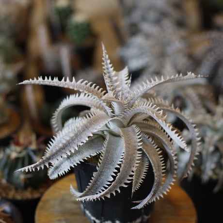 Dyckia ‘Sagittarius' x ‘Marathon' (3.5号鉢)  no.1226/39