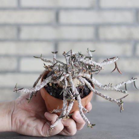 Euphorbia cylindrifolia × YAMABACHI (3号) no.621/45
