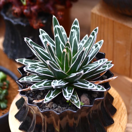 アガベ 笹の雪／Agave victoriae reginae   no.40335