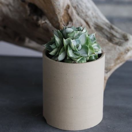Agave potatorum 'Ouhi Raijin'  × 備前鉢3号 / BANKSIA WORKS  no.607-42