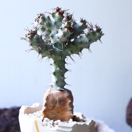 ユーフォルビア  ポンデローサ　 Euphorbia ponderosa　no.013