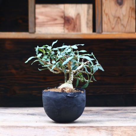 パキポディウム ビスピノーサム / Pachypodium bispinosum / 発根済み   no.40202