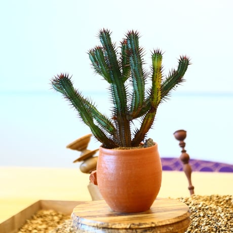 N/OH × Euphorbia enopla    no.61827