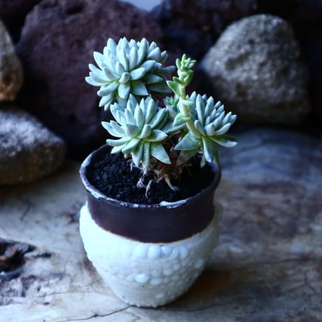 ダドレア グリーニー Dudleya greenei  no.32223
