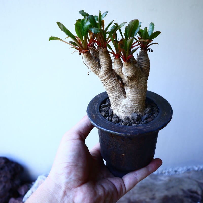 ユーフォルビア sp. フィッシュボーン Euphorbia sp. nov. fishb