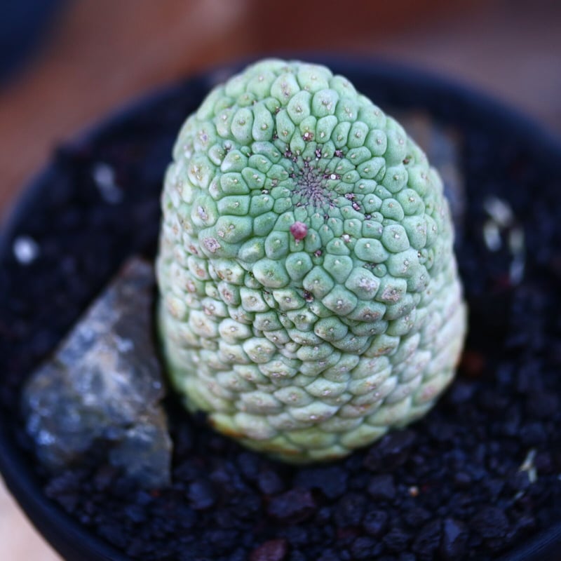 仏頭玉石化　ラリレアキア　カクティフォルメ ラリレアキア カクティフォルメ 仏頭玉 綴化 | NATPARK-STORE