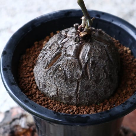 ディオスコレア   亀甲竜    Dioscorea elephantipe  no.923-13