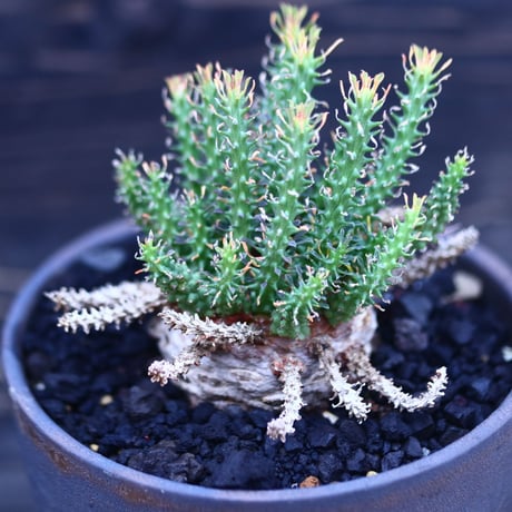 ユーフォルビア  アトロビリディス   Euphorbia atroviridis   no.30624
